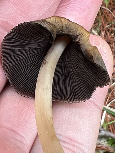 mica cap