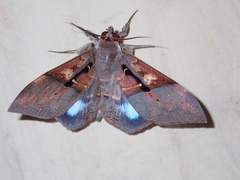 Ischyja