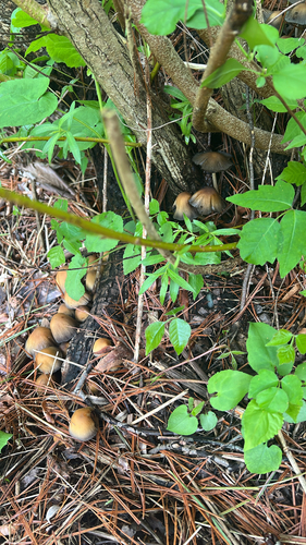 mica cap