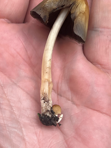 mica cap