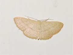 Cosymbiini