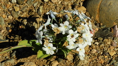 Zephyra compacta