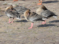 Anser brachyrhynchus