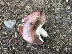 Russula benwooii