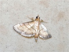 Cnaphalocrocis patnalis