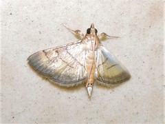 Cnaphalocrocis patnalis