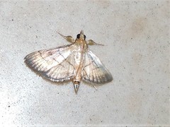 Cnaphalocrocis patnalis