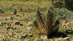 Eulychnia breviflora