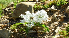 Zephyra compacta