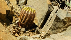Copiapoa echinoides