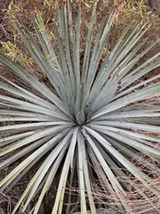 Hesperoyucca