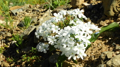 Zephyra compacta