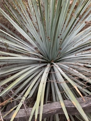 Hesperoyucca