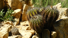 Copiapoa echinoides