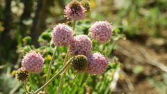 Polyachyrus fuscus