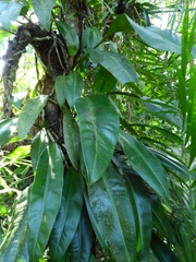 Philodendron crassinervium