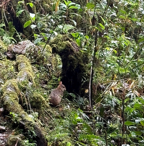 Central American Tapeti (Sylvilagus gabbi)