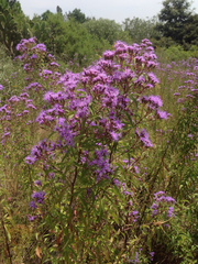 Chromolaena pulchella
