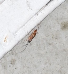 Pachysomoides fulvus