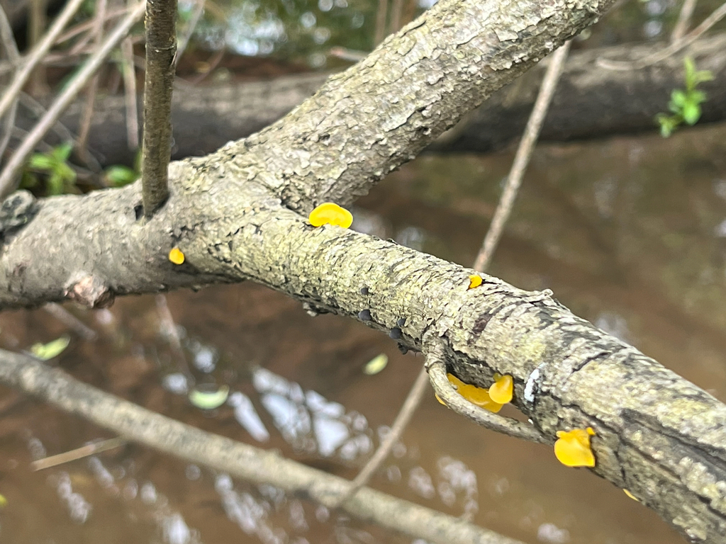 witch's butter