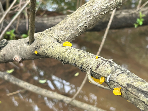 witch's butter