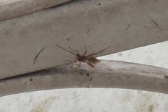 Pachysomoides fulvus