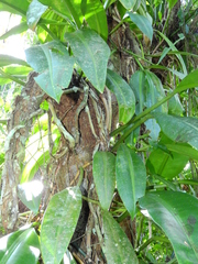 Philodendron crassinervium