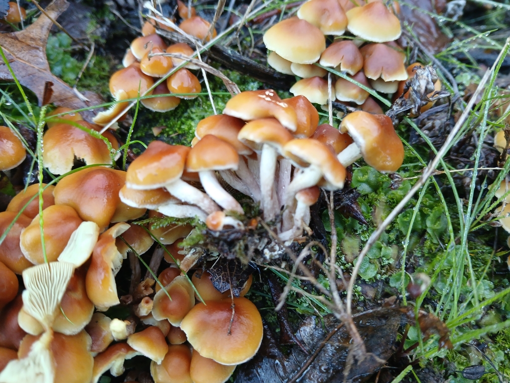 Hypholoma australianum · May 2025 · photo: © claire_grace83 (iNaturalist, cc-by)