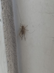 Anaxipha