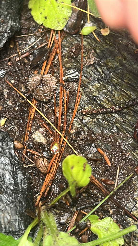 Golden Tortoise Beetle