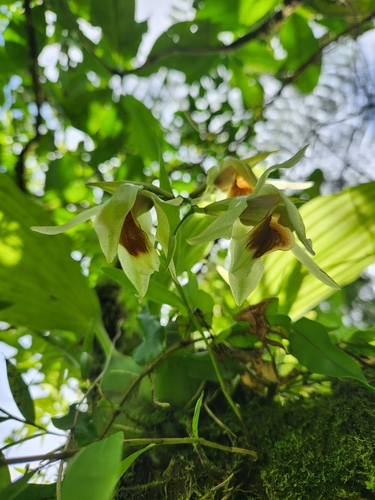 Coelogyne lycastoides observed 2025-04-16