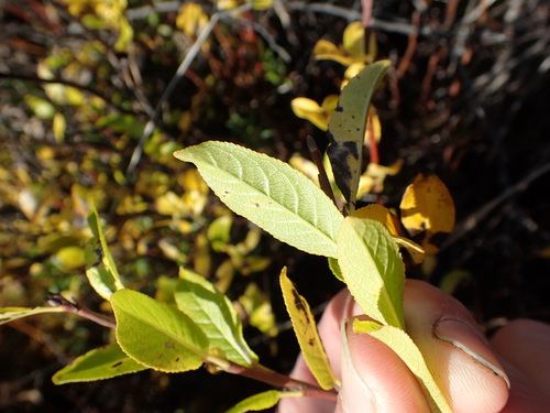 Image of Salix myrtillifolia by (c) Matt Bowser, some rights reserved (CC BY)