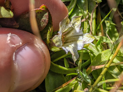 Gentiana newberryi tiogana