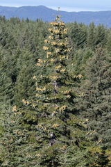 Abies procera