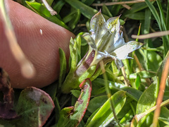 Gentiana newberryi tiogana
