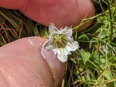 Gentiana newberryi tiogana