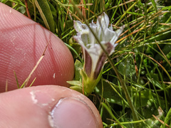 Gentiana newberryi tiogana