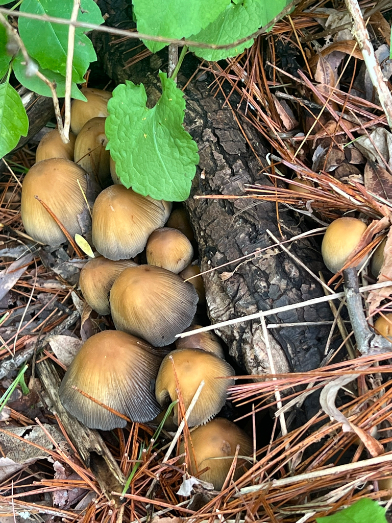 mica cap
