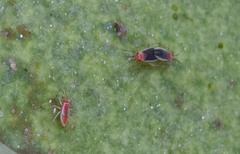 Hesperolabops gelastops