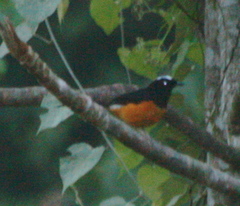 Copsychus stricklandii stricklandii