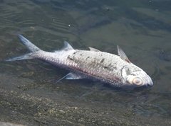 Megalops cyprinoides