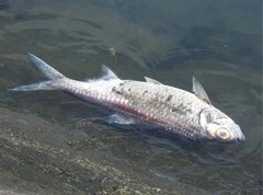 Megalops cyprinoides