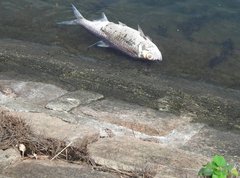 Megalops cyprinoides