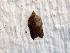 Acleris effractana