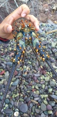 Panulirus inflatus
