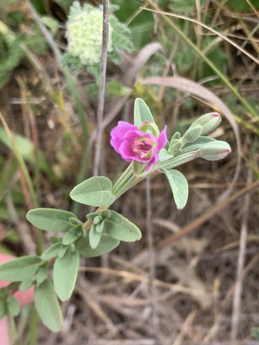 Clarkia davyi, photograph 6