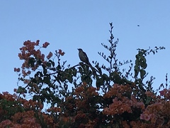 Mimus polyglottos leucopterus