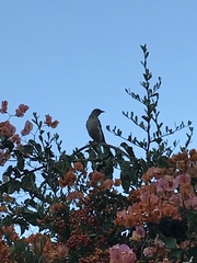 Mimus polyglottos leucopterus