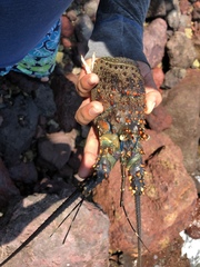 Panulirus inflatus