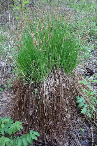 Image of Carex cespitosa by (c) Aleksei Baushev, some rights reserved (CC BY)